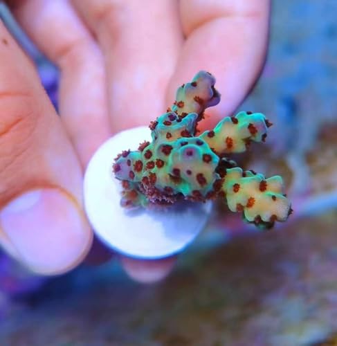 Image of 36pcs Coral frag Plug Base Frag Plugs 2pcs 5g Aquarium Glue Coral Glue
