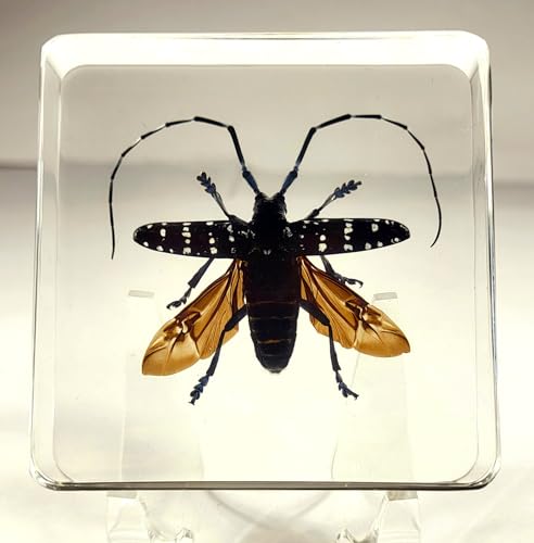 Image of 75mm Real Citrus Long-Horned Beetle in Crystal Clear Lucite Resin Specimen Preserved Anoplophora Chinensis Insect Taxidermy Collection for Biology Science Education & Desk Ornament Display Supplies