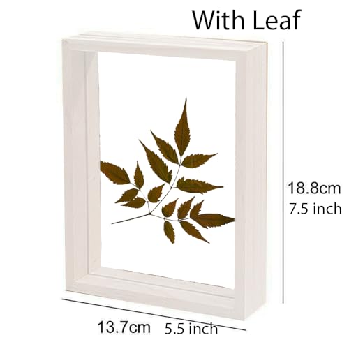 Image of Desi Rang Wooden Rectangular Frame For Wall Decor Table Top Hanging Any Green Or Dry Plant Leaf Picture Photo DIY Gift Home Decoration (White,Rec,7.5X5.5Inch,With Dry Leaf)