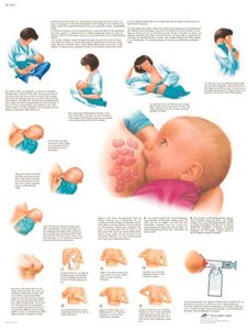 Image of 3B Scientific VR3557L Glossy UV Resistant Laminated Paper Lactancia Materna Anatomical (Breastfeeding Anatomical Chart, Spanish), Poster Size 20 inch Width x 26 inch Height
