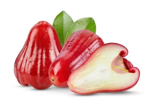 See full amazon price history chart for Wax Apple Dwarf Rose Water Apple Plant Syzygium Samarangense Jambu Wax Apple Seedling Live Plant Fruit Plant Love Apple Fruit Outdoor Plant (1 Healthy Live Plant) Wax Apple Dwarf Rose Water Apple Plant Syzygium Samarangense Jambu Wax Apple Seedling Live Plant Fruit Plant Love Apple Fruit Outdoor Plant (1 Healthy Live Plant) (B0CRBGBYH9) Amazon Price History, Amazon Price Tracker