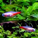 Albino Neon Tetra (Pack of 10 Fish) - Aquarium Exotic Freshwater Live Fish