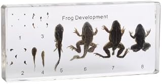 Frog Life Cycle Acrylic Block