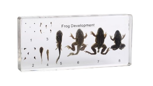 Frog Life Cycle Acrylic Block