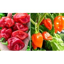 30+ Habanero Pepper Seeds Red Orange Super Hot Pepper Heirloom Non-GMO Ghost Pepper Garden Planting