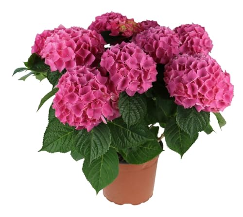 Hortensia - Hydrangea Rosa en Maceta Arbusto Natural Frondoso con Floración Espectacular