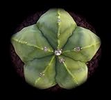 Portal Cool Aloe Myriostigma VAR. Palla No X Bare Nudo F2 Ibrida Gialla PA87
