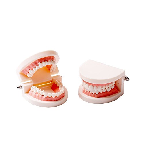 Easyinsmile Dental Standard Teeth Teaching Model Kids Denture Model Tooth Model for Student