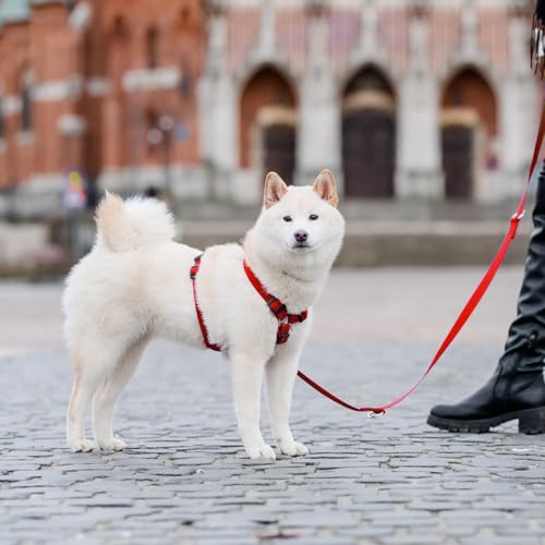 Laisse pour petit chien et chat Chaba robuste design rouge M - 8