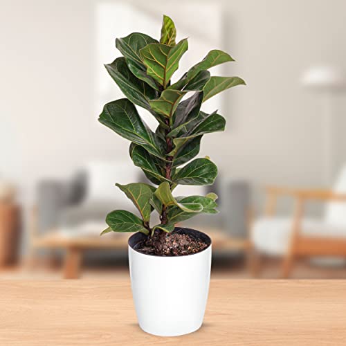 Leaves And Soul Fiddle Leaf Fig Lyrata Bambino Live Houseplant - Indoor Air Purifying Tall Plants - White Plastic Pot - Large Leaf Living Room Home Decor - Low Maintenance Cute Plants Gift #TOP3