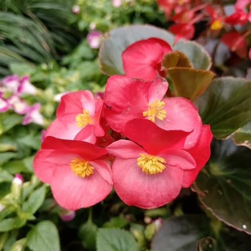 BegonienSamen, balkonpflanzen blumendeko steingartenpflanzen garten herbstblumen winterhart exotische 200pcs