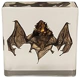 Real Bat in Acrylic Block - Small