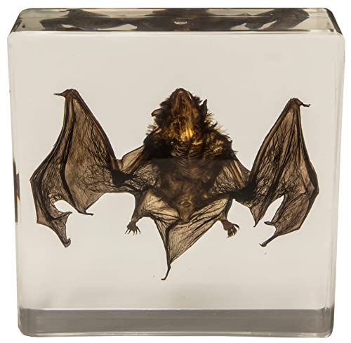 Real Bat in Acrylic Block - Small