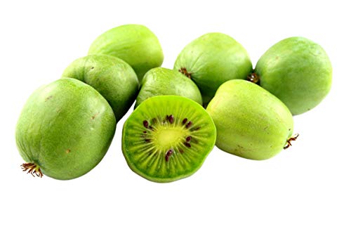 Hardy Kiwi 50 Seeds - Actinidia Arguta Vine Seeds, Hardy Kiwi Fast Growing Trees, Hardy Kiwi Plant Seeds, Edible Fruit Seeds for Planting, Fast Growing Vine Seeds