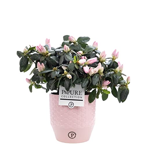 Pink Azalea Rhododendron With Pot - Live Indoor Houseplant for Office, Home, Bedroom, Kitchen & Living Room - Air Purifying Plant Decor