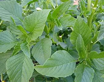 Golden Hills Farm Hybrid Amaranthus Leaf Green/Cholai Green Saag Seeds - Amaranthus(Green) 15000+ seeds (B0965PDDQB) Amazon Price History, Amazon Price Tracker