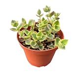 Sprout N Green Crassula pellucida SSP marginalis f rubra, 4in Live Succulent Fully Rooted with Soil Mix, Rare House Plant for Home Holiday Wedding Garden Decor, DIY Projects, Party Favor