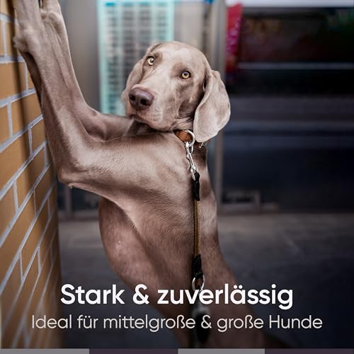 FREUDENTIER Hundeleine 3m verstellbar - Umhängeleine Hund - Führleine zum Umhängen für mittelgroße & große Hunde (braun)