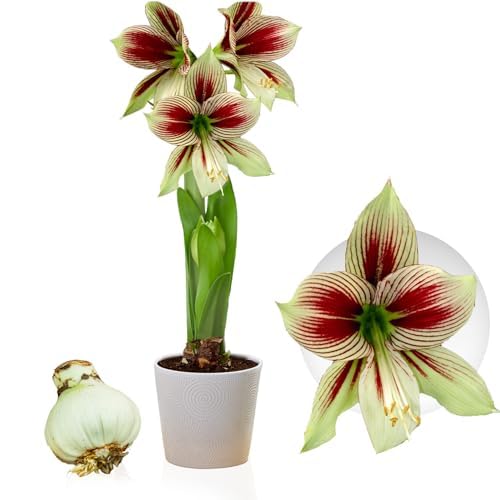 Amaryllis Zwiebel Papilio - 1 Blumenzwiebel in Großformat 20/22 - Exklusive Zwiebeln - Echte Pflanzen aus Holland - Hippeastrum (keine Samen, Wachs und nicht künstlich)
