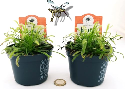 POWERS TO FLOWERS - DROSERA CAPENSIS, 2 Piante, vaso 10 cm diametro, piante vere