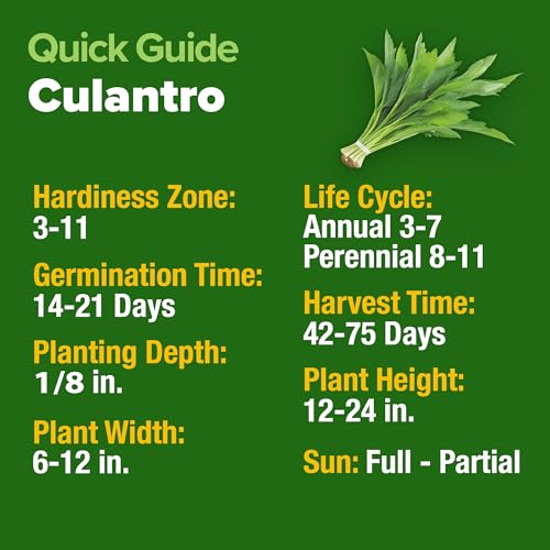 Image of HOME GROWN Non GMO Culantro Seeds 360 Herb Seeds for Planting Non-GMO Heirloom Variety, Robust Flavor, Thrives in Heat, Grows Indoors or Outdoors, Cilantro Substitute (Eryngium Foetidum)