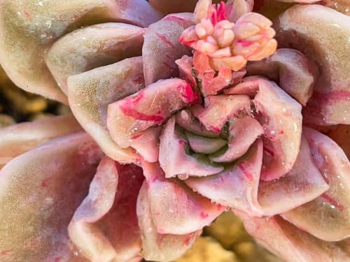 多肉植物 ラブリーローズ」の人気商品一覧 | 安い商品を通販サイトから