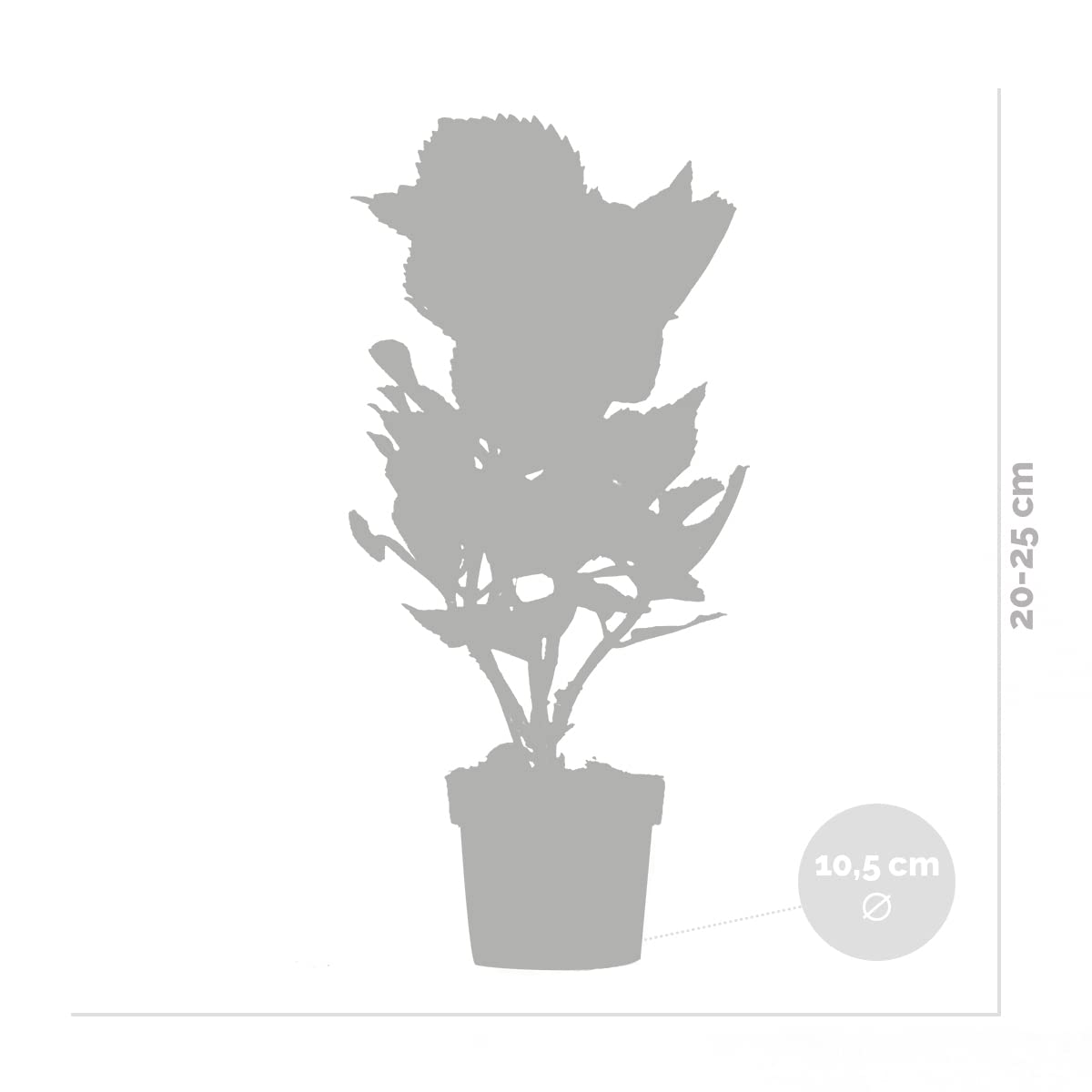 Bloomique - Mix de 3 - Hydrangea macrophylla - Rosa, azul, blanco - Hortensia - Plantas de jardín - Resistente al frío - Altura 20-30 cm - Maceta 10,5 cm