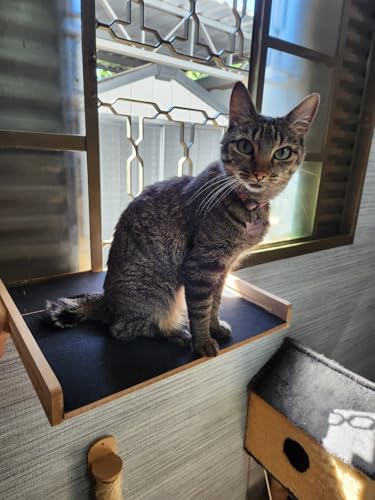 Cama Janeleira para Gatos para Janela - Suspensa com Gatificação - COM CATNIP