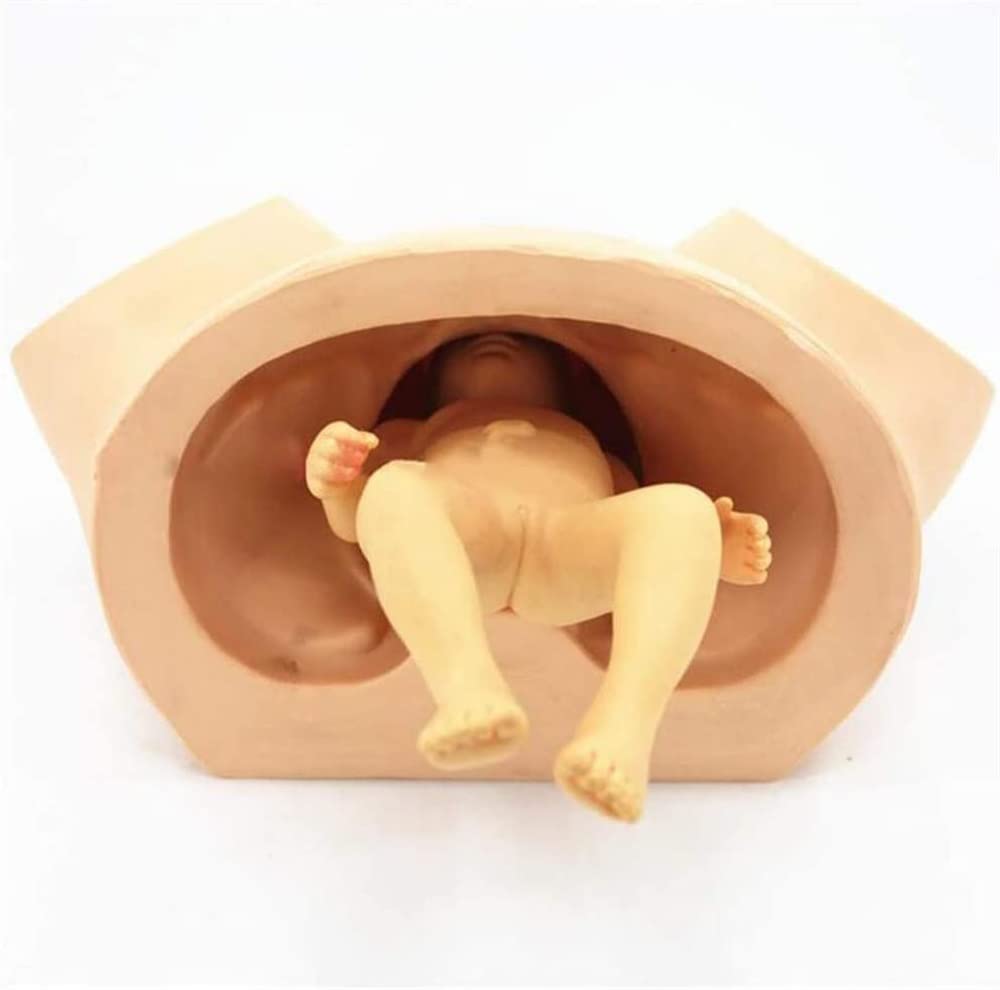 Modèle Éducatif D'anatomie, Modèle De Démonstration De L'accouchement Féminin, Simulateur D'accouchement pour Modèle Anatomique D'enseignement De Gynécologie Médicale, Matériel Didactique Standard