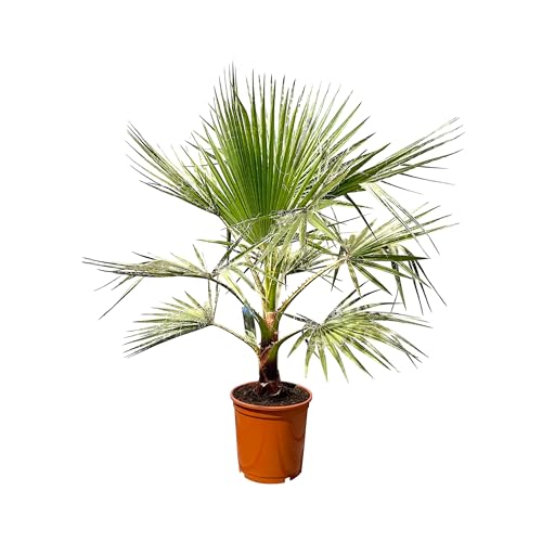 Sunny Tree - Palme - Washingtonia Robusta - 140-160 zentimeter inklusif topf - Mexikanische Fächerpalme