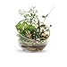 WGVI Clear Slant Cut Bowl Glass Vase, Glass Terrarium, Candy Dish, Glassware, Slant Open: 7