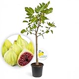 LEMON FLOWERS | Feigenbaum 'Panachee' 160cm-170cm – Ficus Carica – Winterharter Feigenbaum bis -12°C – Selbstbefruchtend – Feige mit grün-gelben Frucht