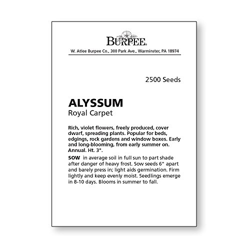 Burpee Royal Carpet Alyssum Seeds 2500 Seeds #TOP4