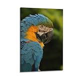 ara ararauna comportement Colores brillantes, duraderos y adecuados para la decoración en lugares públicos como cafeterías caseras.