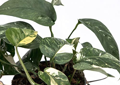 Epipremnum Pinnatum Variegata - 30cm - Image 4