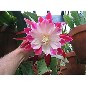 . 50 pezzi Bonsai Epiphyllum fiore di cactus Hanging piante doppie Petali Bonsai Fiori Pianta in vaso crescita naturale per la casa Garden: 5: Only Seeds