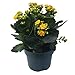30 Plant Pots - 5 Inch Diameter - 100% Recycled Plastic - Made in USA - Strong, Reusable - Green