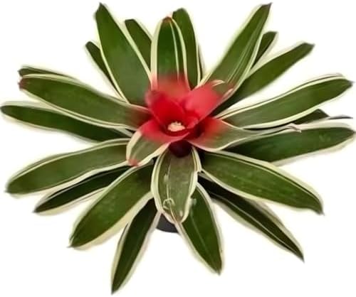 Bromelia Neoregelia Carolinae Variegata Planta Natural