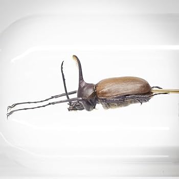 【標本☆アゲハ】アンティーク・ガラスドーム 昆虫標本 蝶の標本 ミヤマカラスアゲハ メタリック調ライト