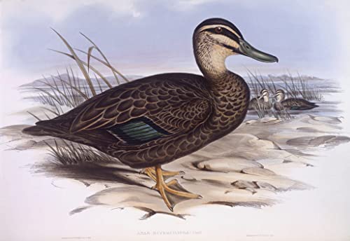 Murales de lienzo con aves de John Gould para decorar un salón elegante de 60x90cm