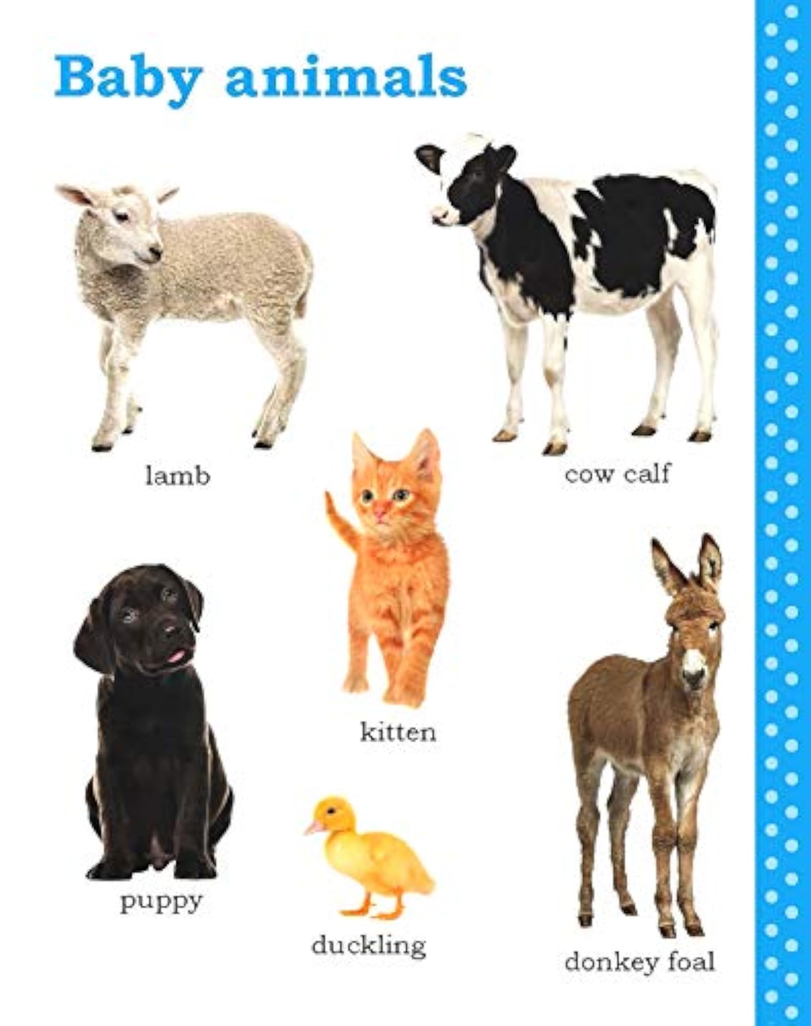 My First Picture Book of Animals