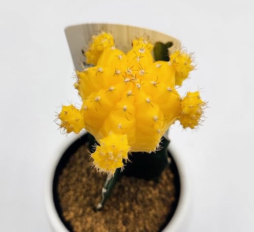 A T{e ꉲOiڂ؃T{ejc ϗtA (F/CG[)