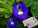 Butterfly Pea Vine Seeds: Rich Royal Blue, Clitoria ternatea, Bunga telang, Edible/Tea and Decorative, Butterfly Garden/Host Plant (24+ Seeds) from USA!
