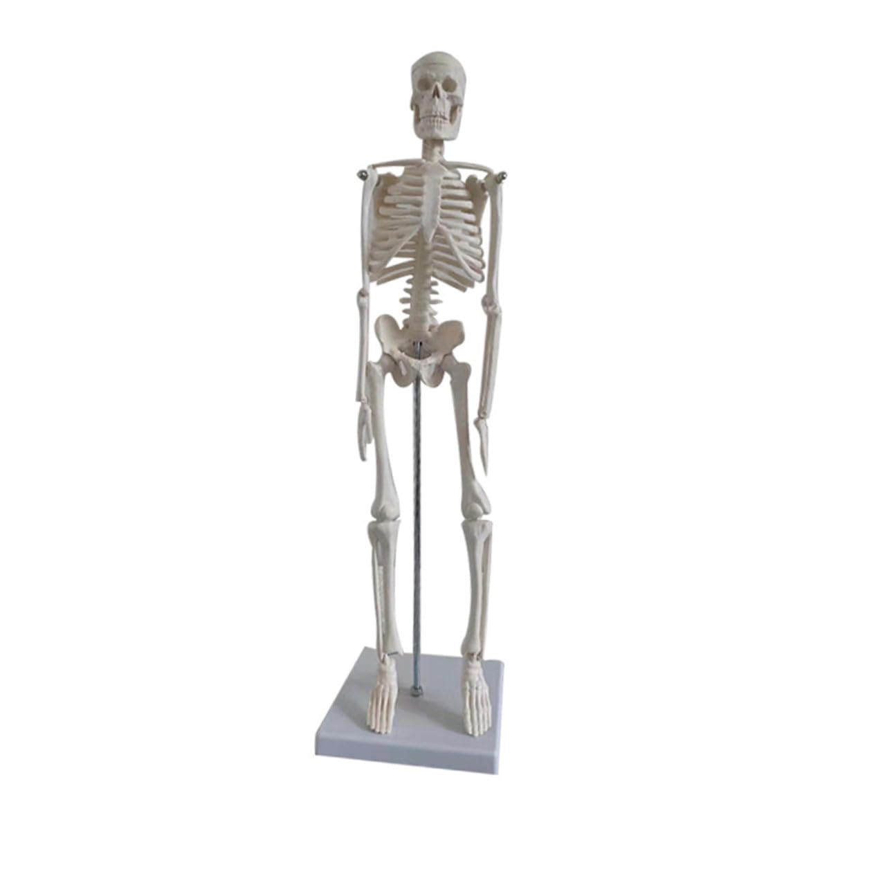 Human Skeleton Modell aus PVC Bewegliche Arme Anatomisches Skelett für Medizinische Lehre Wissenschaftliche Studien und Unterricht Stabiler Stand für Klassenzimmer und Studium