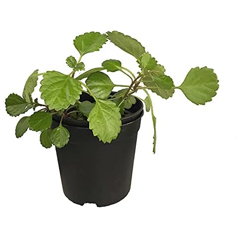 DECOALIVE Planta del Dinero Natural Planta Cover