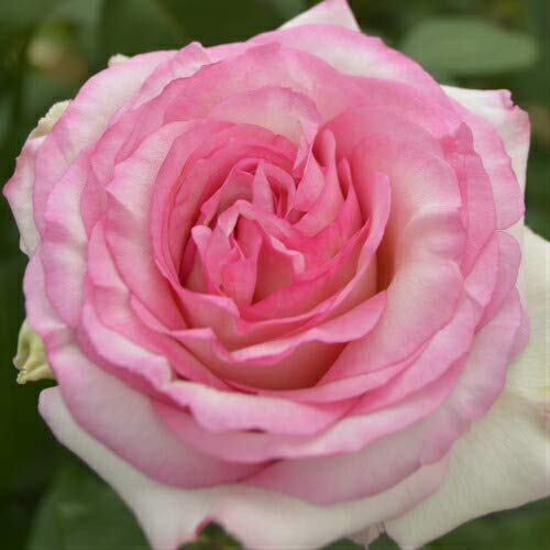 苗 バラ 大苗 鉢の人気商品 通販 価格比較 価格 Com