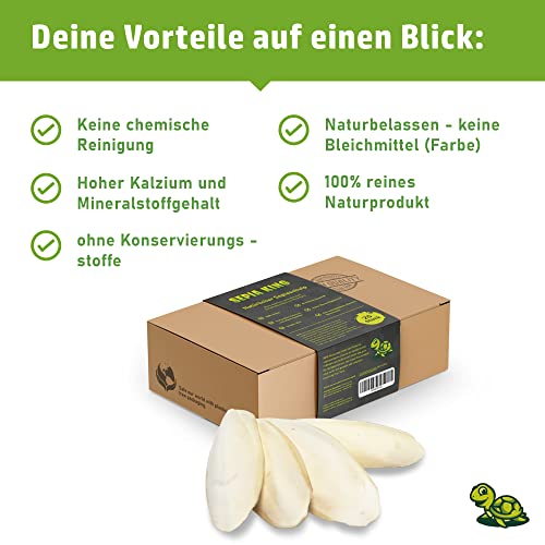 Sepia King Sepiaschalen Premium - Hochwertige Kalzium u. Vitaminversorgung, Nahrung, Futter für Reptilien, Schildkröten, Bartagamen, Vögel - Sepia Schalen Terrarium Zubehör - 12 Stück