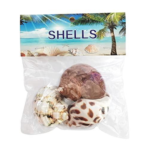 CRMADA Crab Shells 3PC Natural Large CRMADACrab Shells 2 Inch ~ 2-1/2 Inch… - Image 5