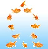 Vinyl Stickers 12 Goldfish Wall Decals Peel and Stick Wall Decor Stickers for Home Bathroom Kitchen Windows Wall Decor Laptop Sticker Car Decal Travel Luggage Sticker Decorations