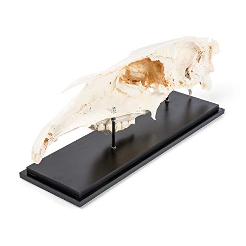 Image of 3B Scientific GmbH T300172 Half Horse Skull